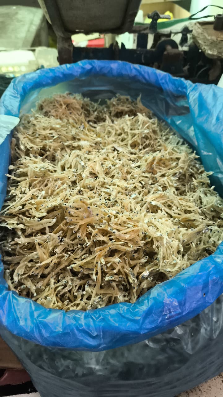 Teri Panjang
